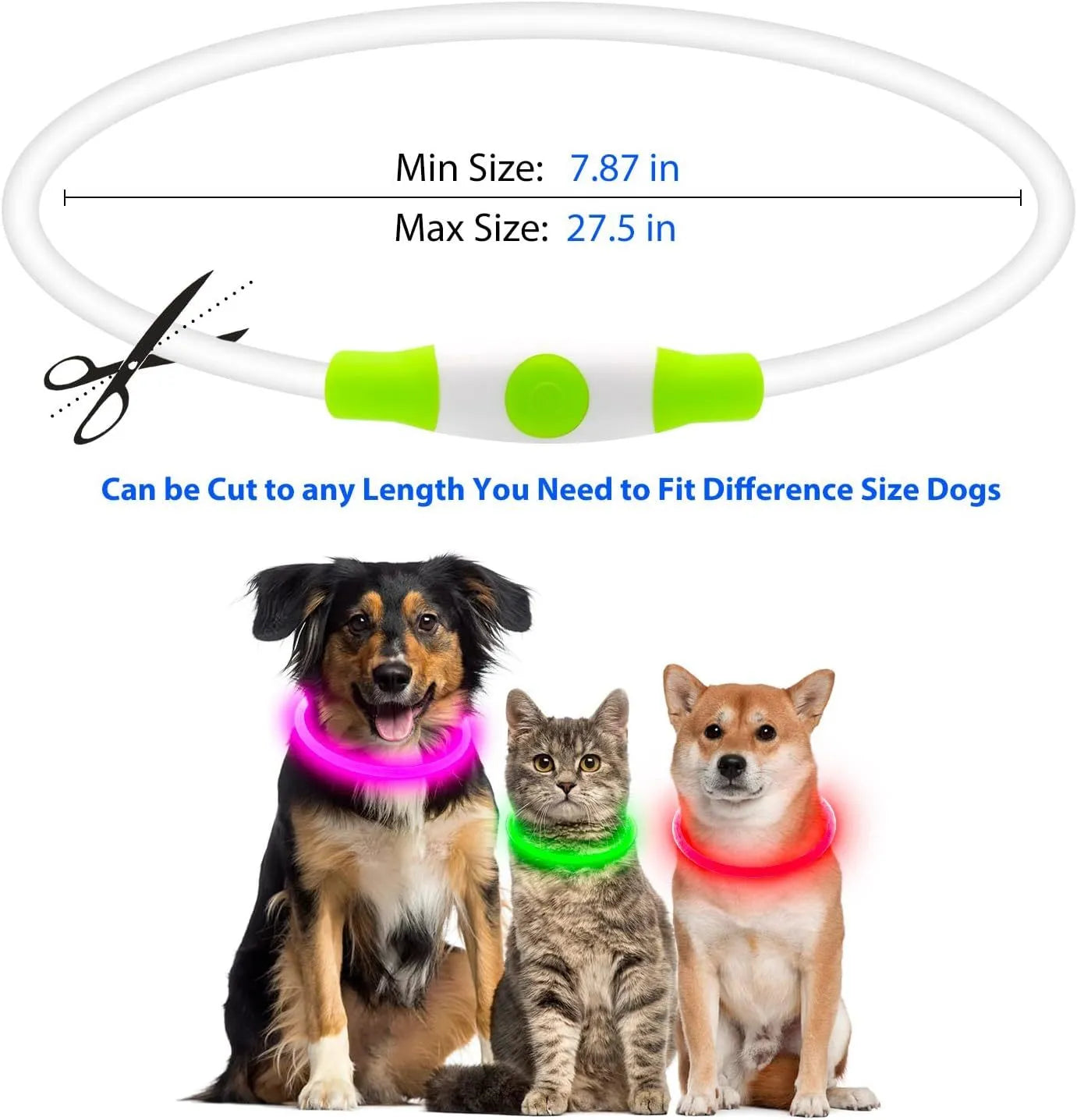 Blue USB rechargeable LED dog collar glowing on a dog's neck at night.