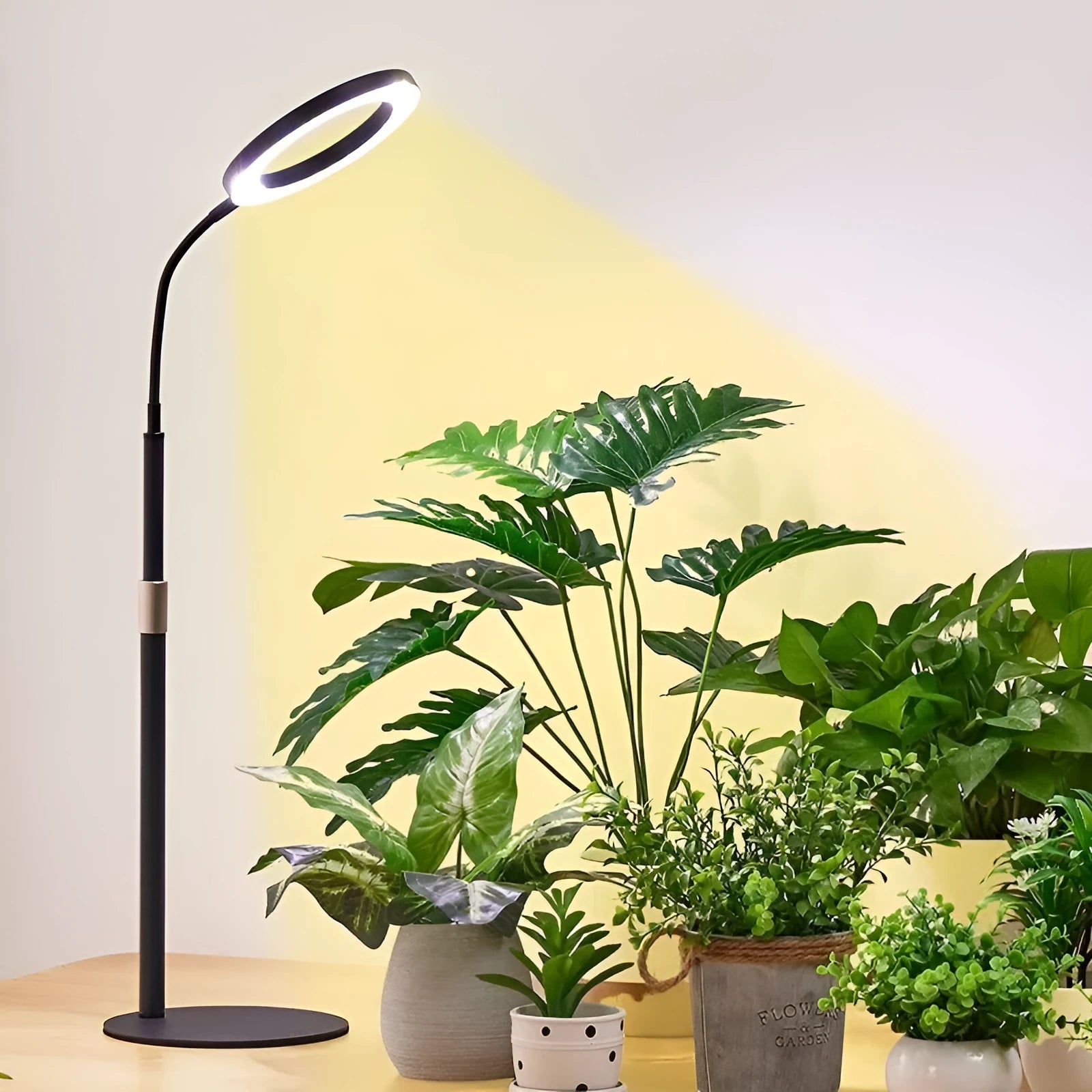 A tall, silver 6-inch ring floor light on a retractable stand next to indoor houseplants.