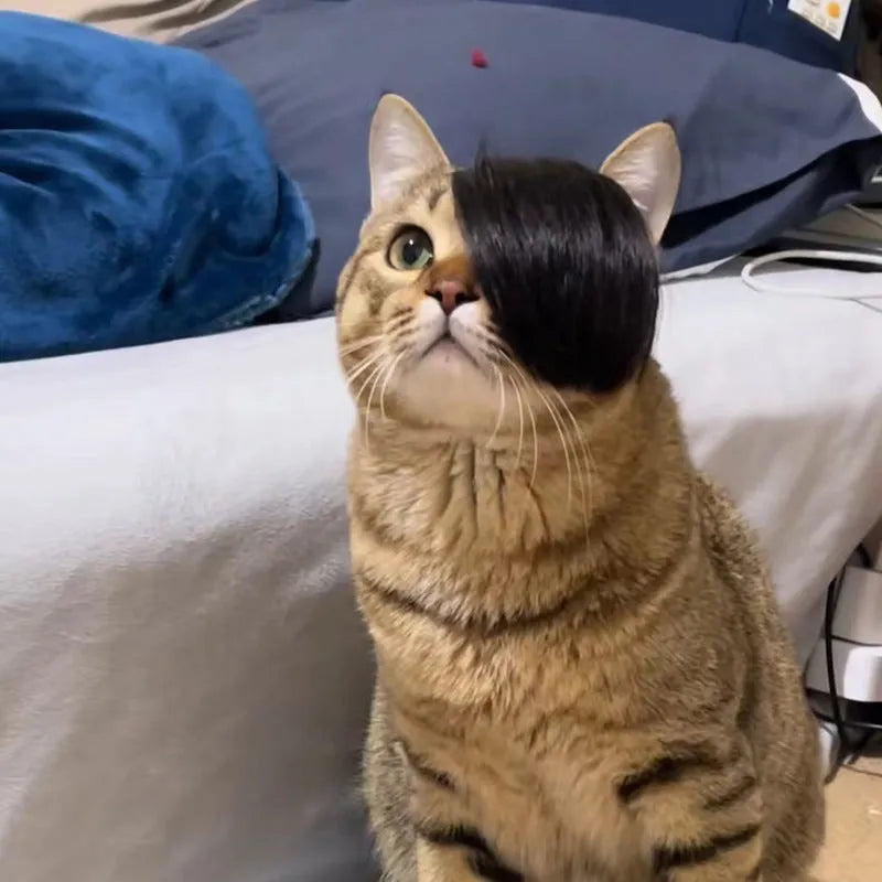 Black polyester cat wig imitation braid pet costume accessory on feline