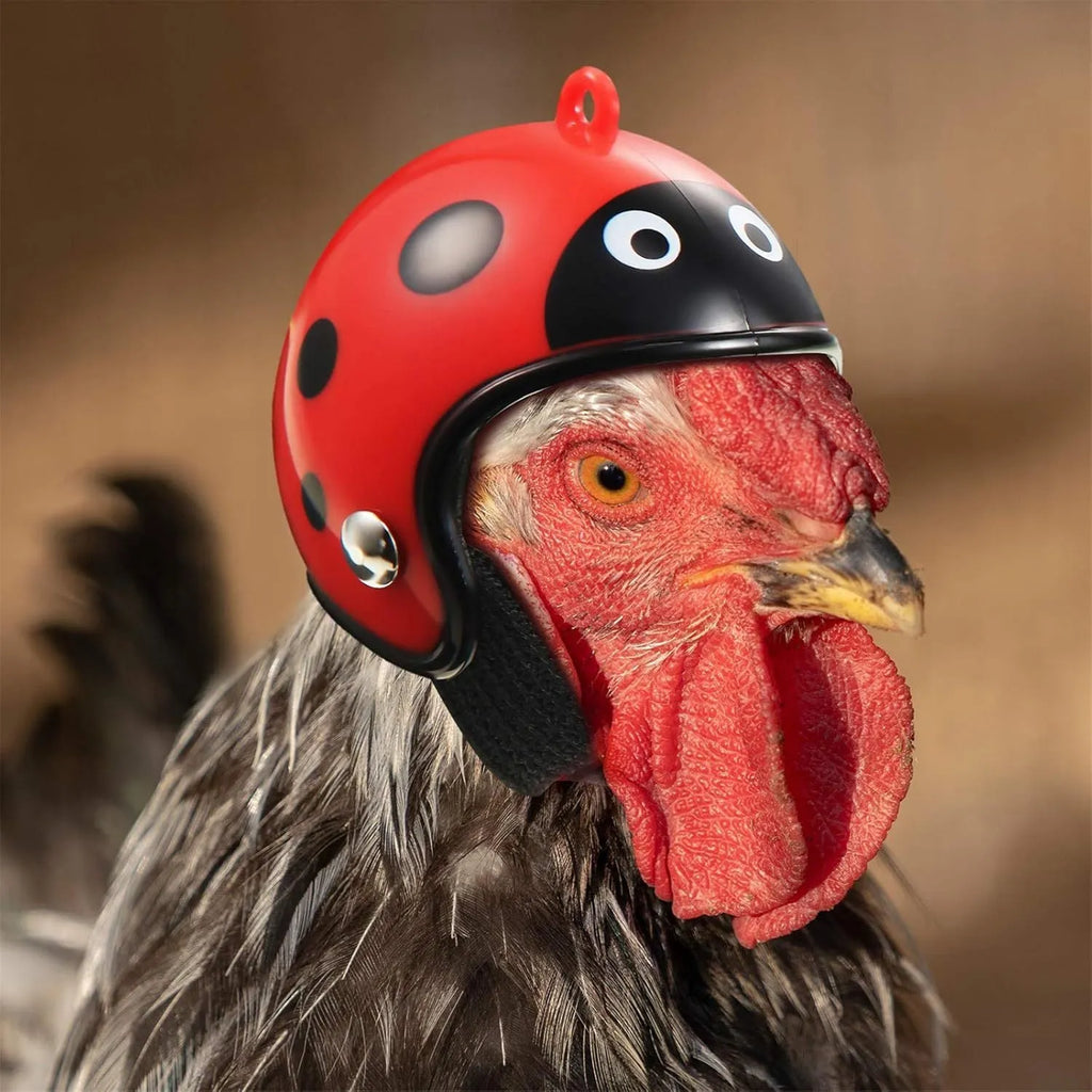 Small hard plastic pet safety helmet with sponge lining for a chicken or bird.