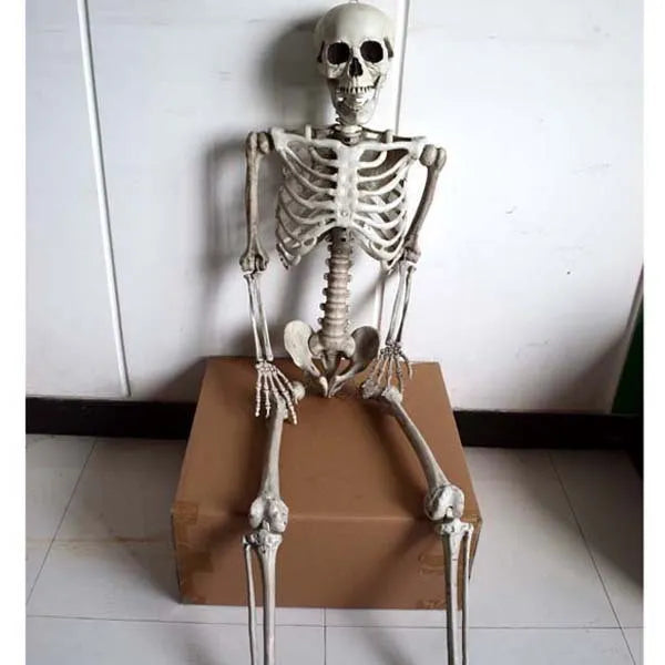170cm tall plastic skeleton prop with detailed simulation skull for Halloween and teaching