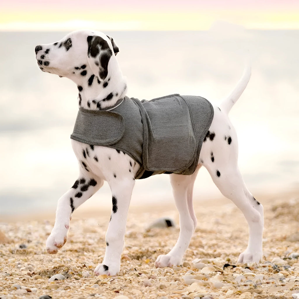 Heather grey dog anxiety vest jacket on a model, showing brocade cotton ponte-de-roma fabric and fit.
