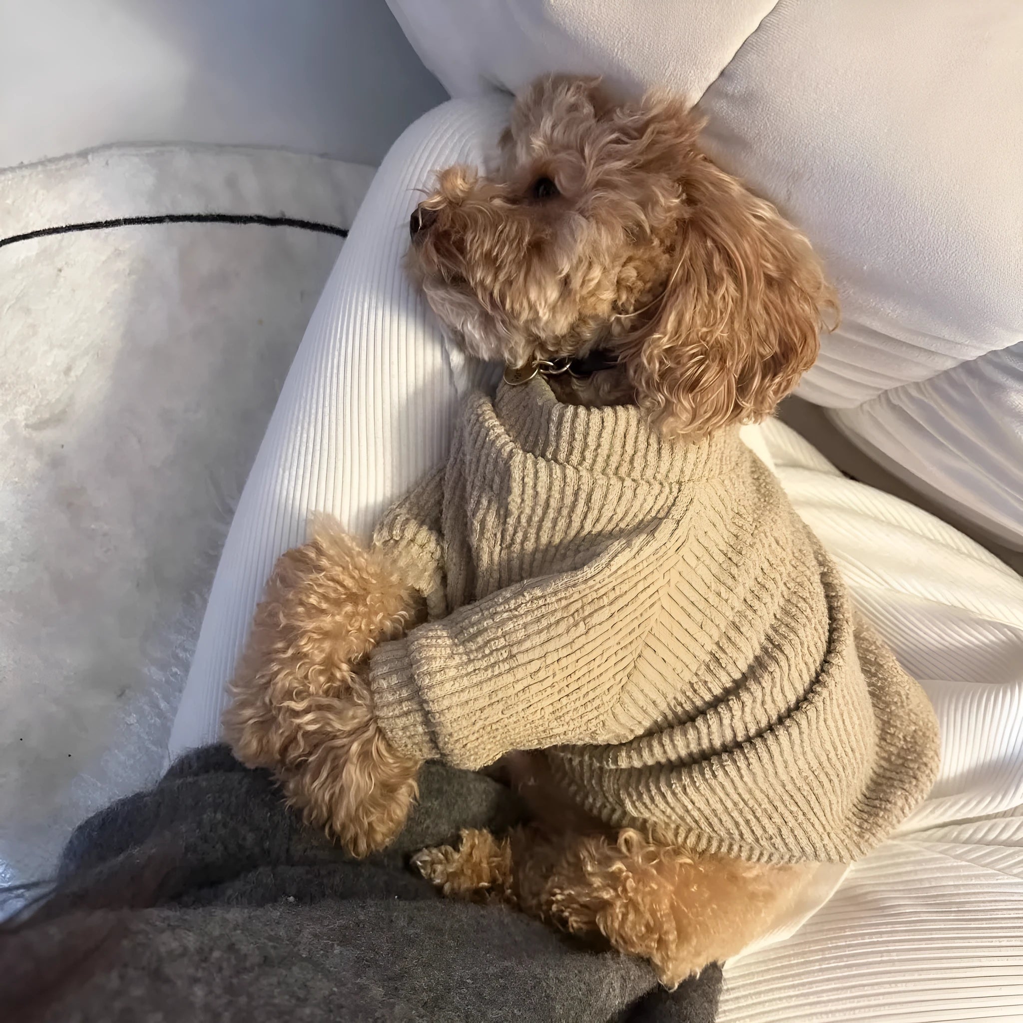 Brown cloth sweater pullover for small dog breeds like Bichon and Pomeranian