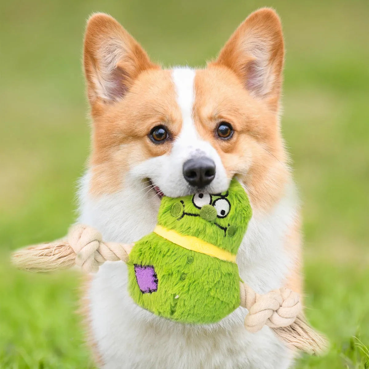Green and purple interactive dog plush toy with integrated rope knot for tug-of-war games.