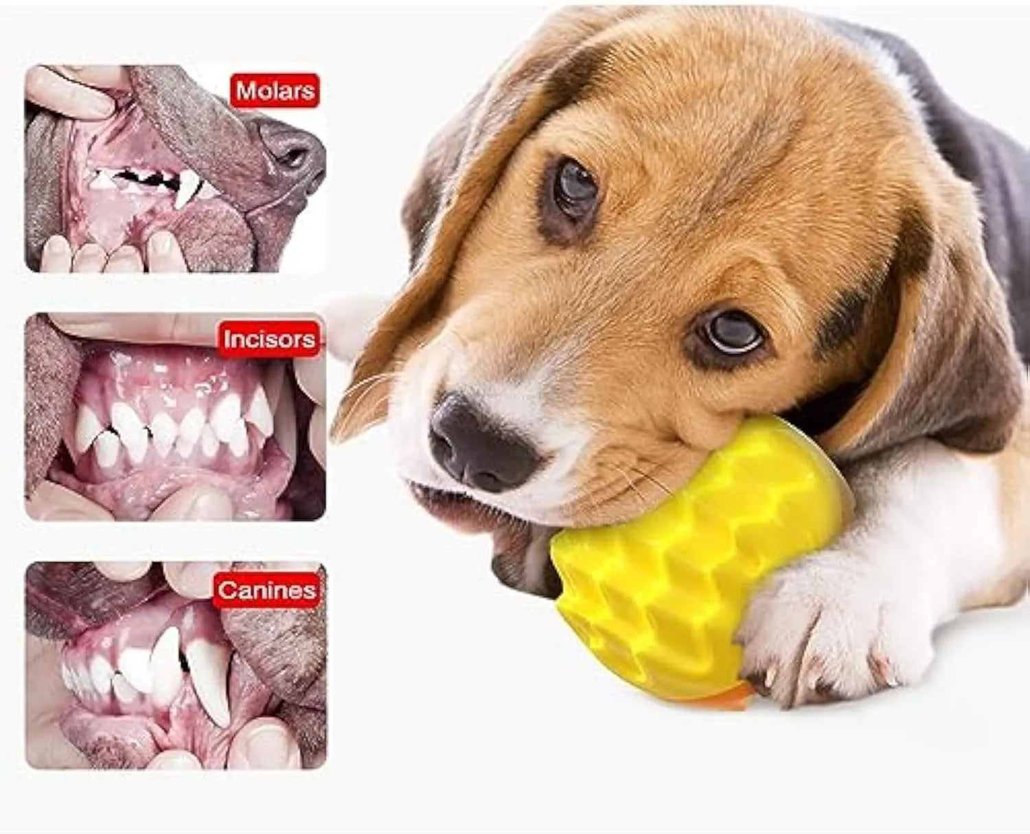 Blue and orange durable rubber squeaky dog ball with spiky texture for teeth cleaning.