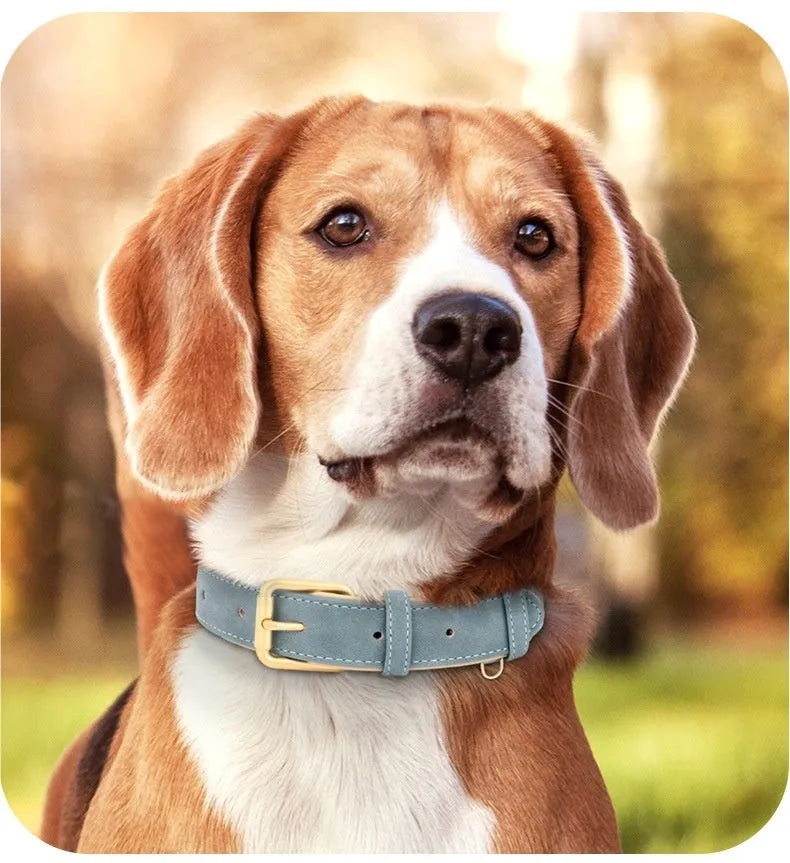 Double-layer leather and mohair dog collar with attached lead in rose red, brown, and blue colour options.