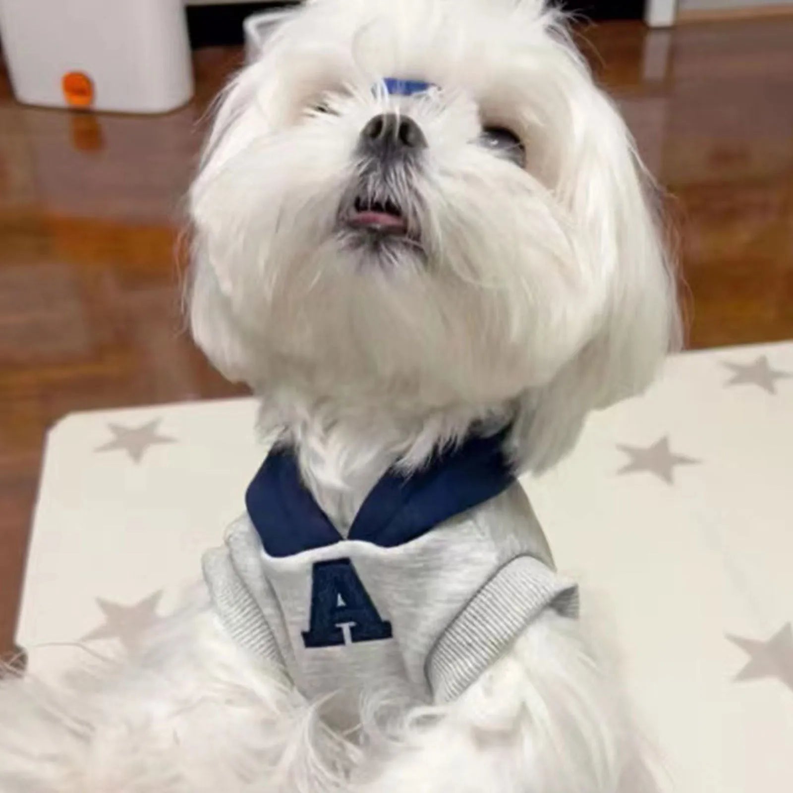 Blue and white reflective letter slim-fitting pet hoodie for dogs and cats