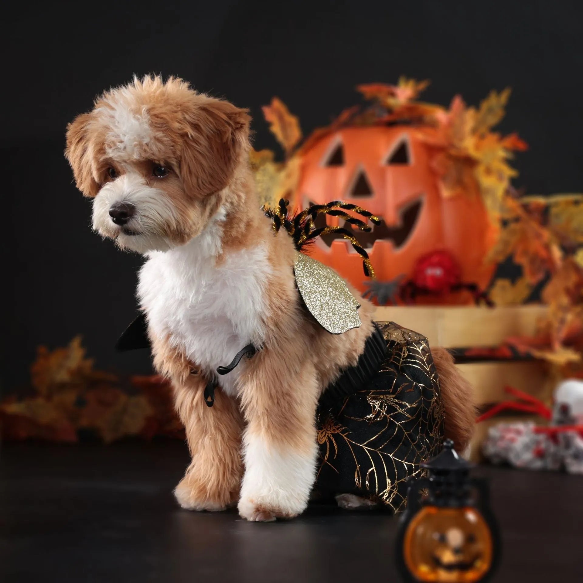 Black dog Halloween costume suit in polyester material shown on a pet