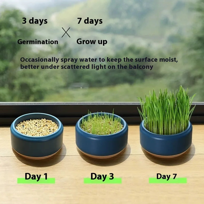 Hydroponic cat grass kit with planting cup and seed packs in blue, green, or yellow colours