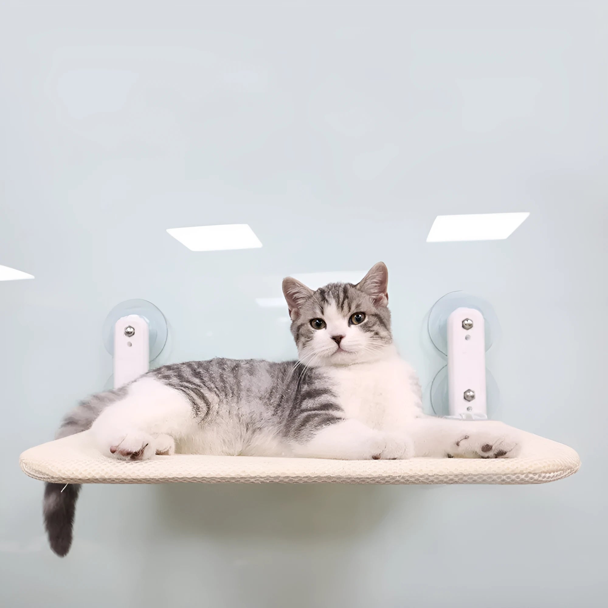 Stainless steel cat window seat cushion with suction cup mounting on glass