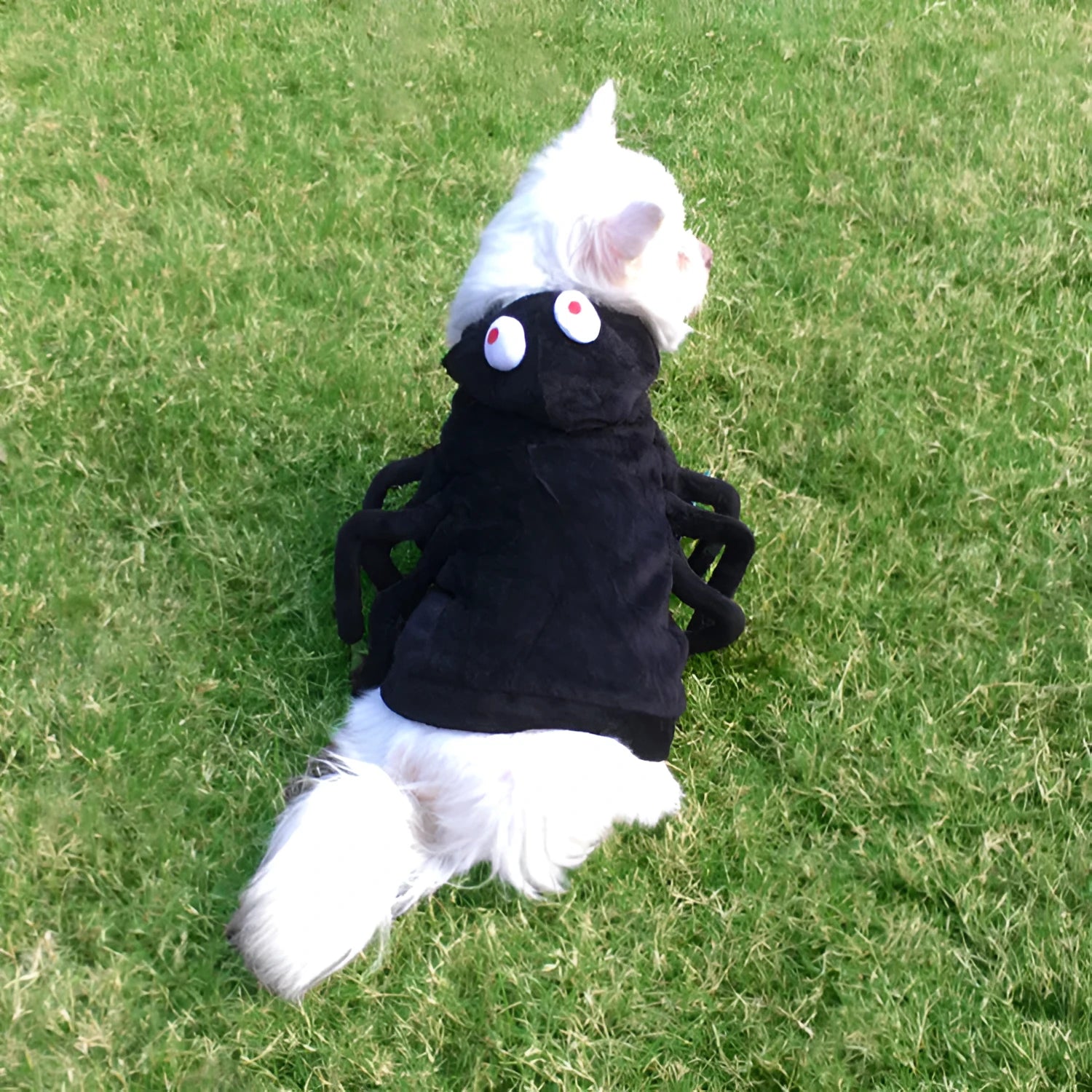 Spider pattern dog Halloween costume in polyester fabric shown in size options S, M, L.